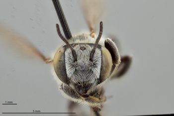 Media type: image;   Entomology 793925 Aspect: head frontal view